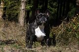 BOULEDOGUE FRANCAIS 914